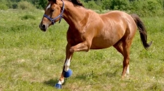Hannover horse